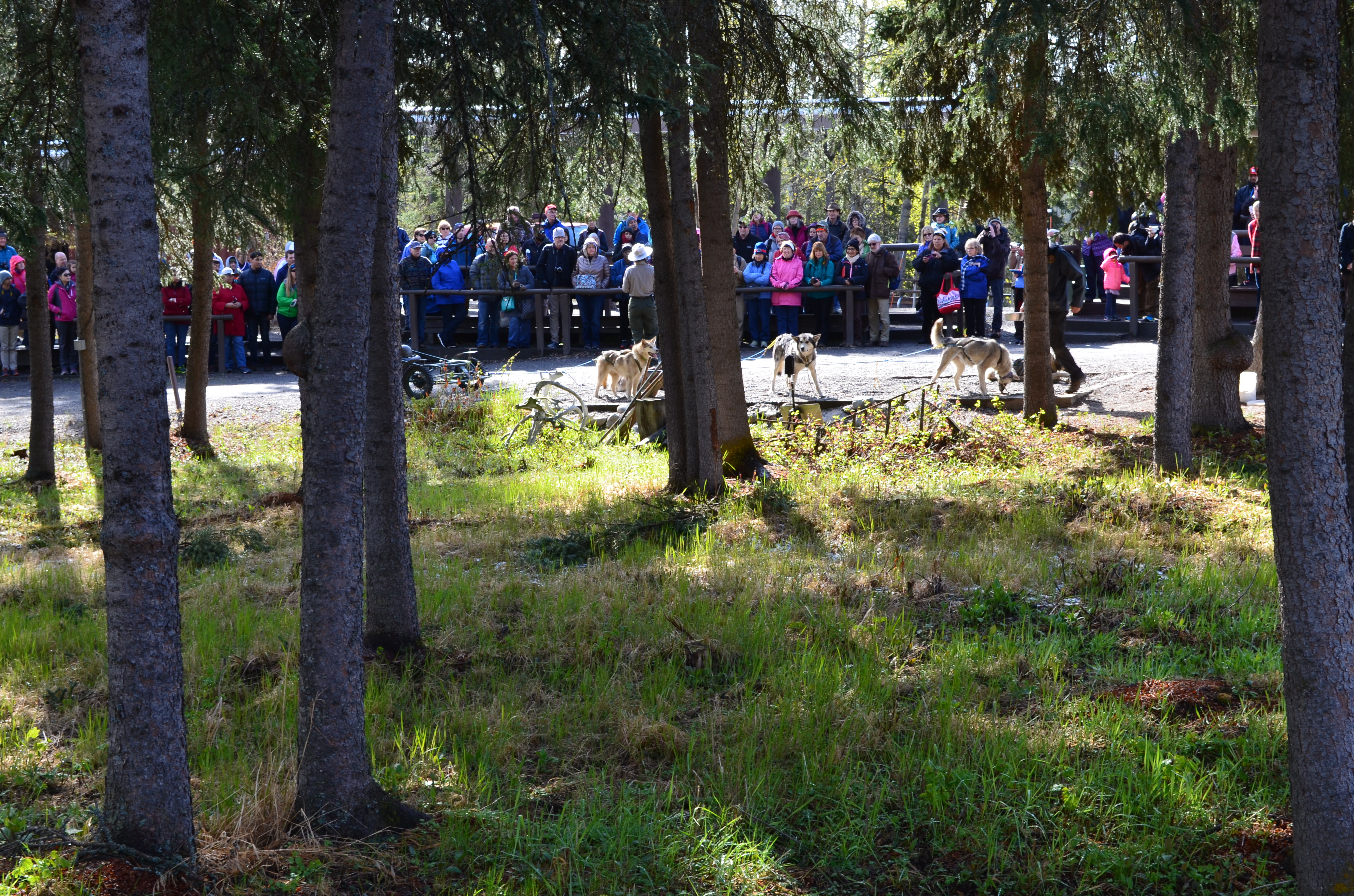 ./2017/08 - Alaska Cruise/03 - Denali/DSC_0267.JPG